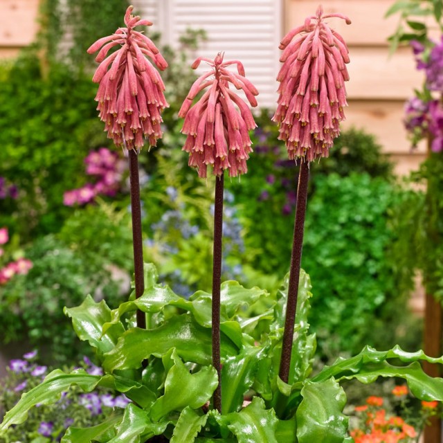 Вельтгеймия прицветниковая (Veltheimia bracteata) Вельтгеймия прицветниковая (Veltheimia bracteata)