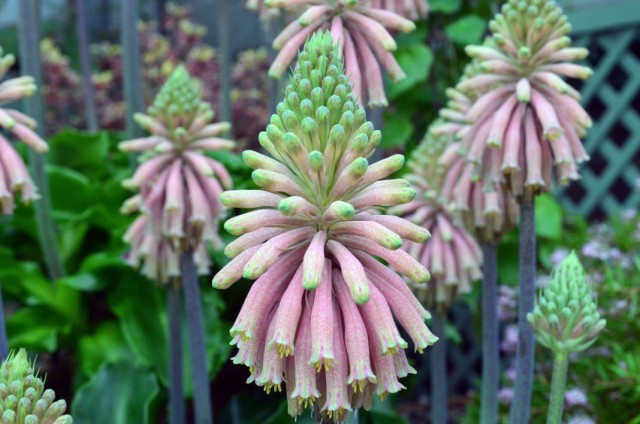 Вельтгеймия прицветниковая (Veltheimia bracteata) Вельтгеймия прицветниковая (Veltheimia bracteata)
