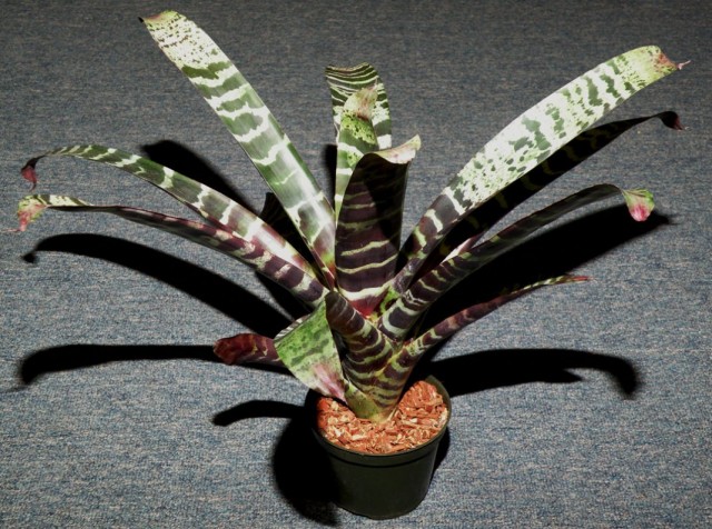 Вриезия прекрасная (Vriesea splendens) Вриезия прекрасная (Vriesea splendens)