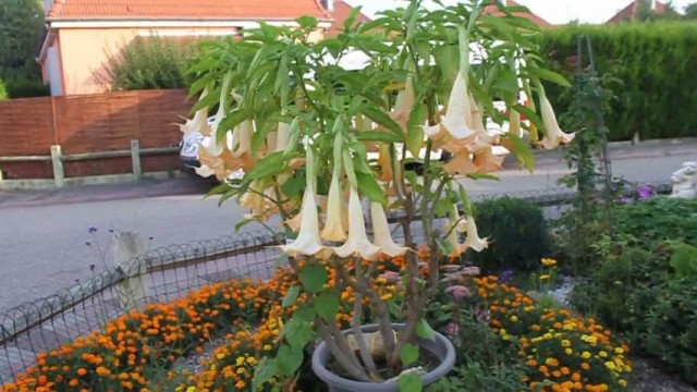 Бругмансия (Brugmansia) Бругмансия (Brugmansia)