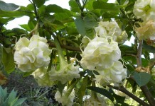 Бругмансия (Brugmansia)