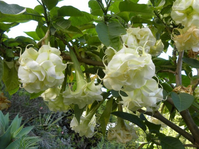 Бругмансия (Brugmansia) Бругмансия (Brugmansia)