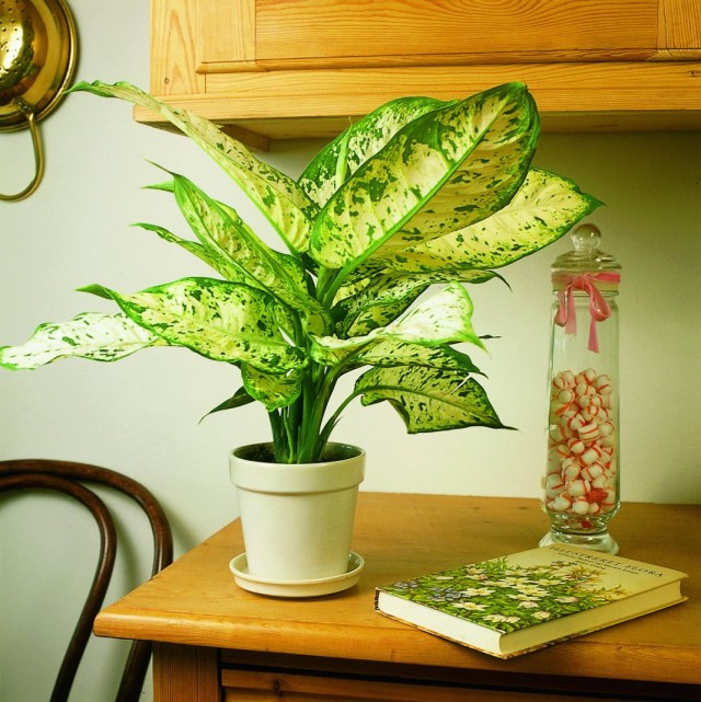 Диффенбахия (Dieffenbachia) Диффенбахия (Dieffenbachia)