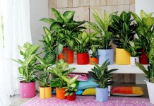 Диффенбахии (Dieffenbachia)