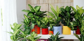 Диффенбахии (Dieffenbachia)