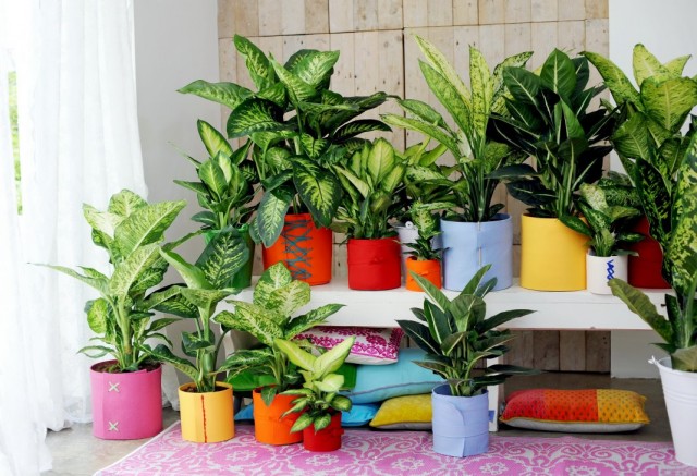 Диффенбахии (Dieffenbachia) Диффенбахии (Dieffenbachia)