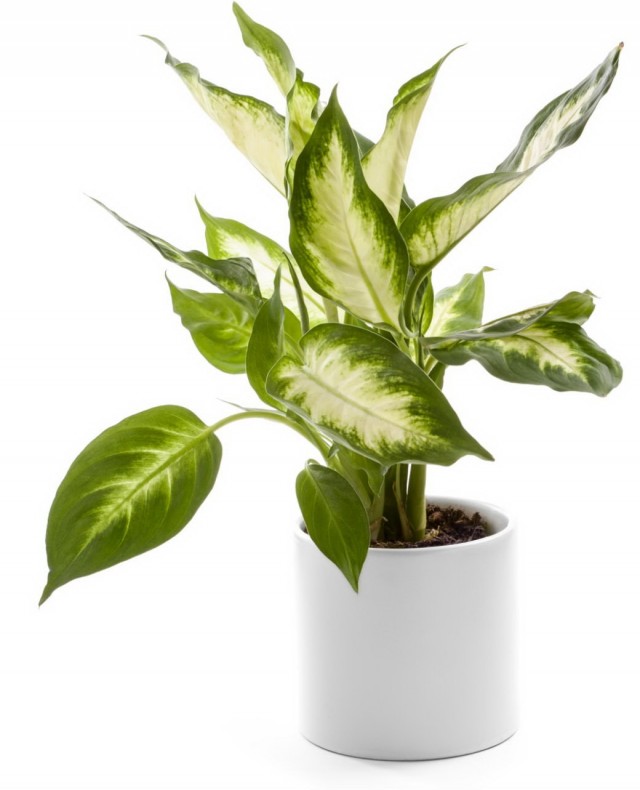 Диффенбахия (Dieffenbachia) Диффенбахия (Dieffenbachia)