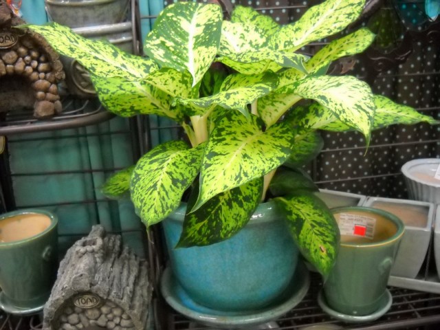 Диффенбахия (Dieffenbachia) Диффенбахия (Dieffenbachia)