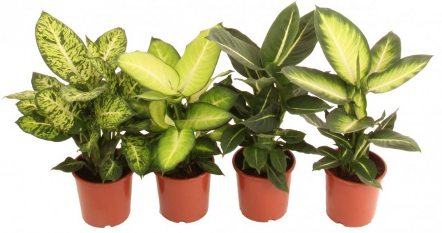 Диффенбахии (Dieffenbachia) Диффенбахии (Dieffenbachia)