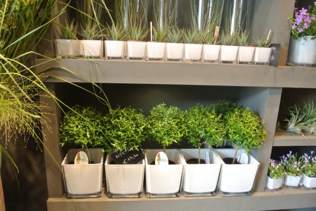 Полки с комнатными растениями во флористическом магазине