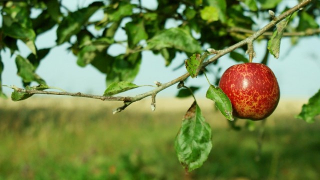 Недостаток питательных веществ может привести к скручиванию и сбросу листьев на яблоне