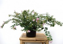 Абелия крупноцветковая (Abelia x grandiflora)