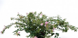 Абелия крупноцветковая (Abelia x grandiflora)