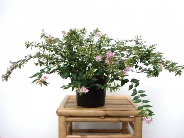Абелия крупноцветковая (Abelia x grandiflora) Абелия крупноцветковая (Abelia x grandiflora)