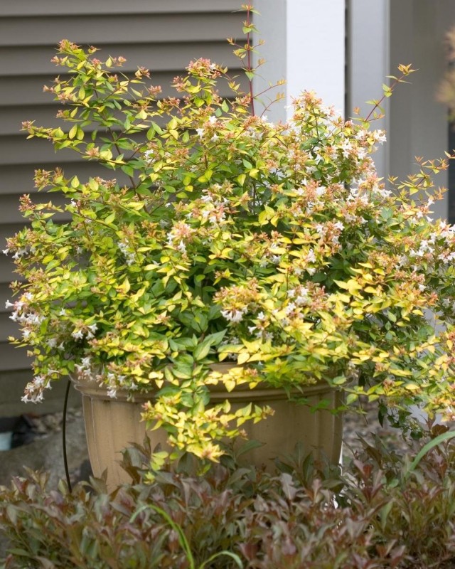 Абелия крупноцветковая (Abelia x grandiflora) Абелия крупноцветковая (Abelia x grandiflora)