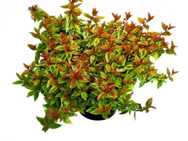 Абелия крупноцветковая (Abelia x grandiflora) Абелия крупноцветковая (Abelia x grandiflora)