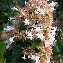 Абелия китайская (Abelia chinensis) Абелия китайская (Abelia chinensis)