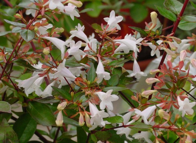 Абелия крупноцветковая (Abelia x grandiflora) Абелия крупноцветковая (Abelia x grandiflora)