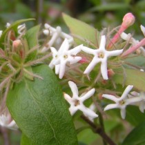 Абелия трехцветковая (Abelia triflora) Абелия трехцветковая (Abelia triflora)
