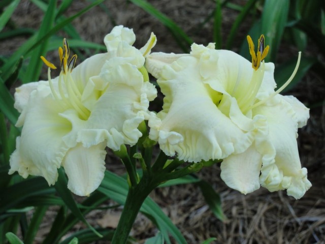 Лилейник сорта 'Alpine Ruffles' Лилейник сорта 'Alpine Ruffles'