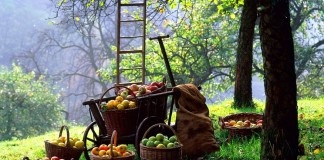Сбор и подготовка к хранению урожая яблок