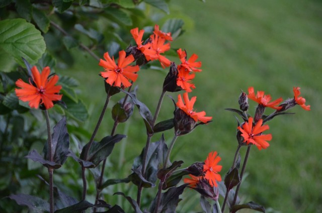 Лихнис Аркрайта (Lychnis arkwrightii) Лихнис Аркрайта (Lychnis arkwrightii)