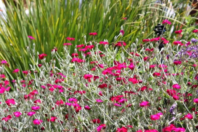 Лихнис корончатый, или Горицвет кожистый (Lychnis coronaria) синоним Смолёвка корончатая (Silene coronaria) Лихнис корончатый, или Горицвет кожистый (Lychnis coronaria) синоним Смолёвка корончатая (Silene coronaria)