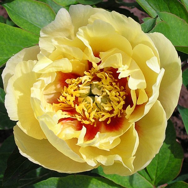 Paeonia-Prairie-Charm-1