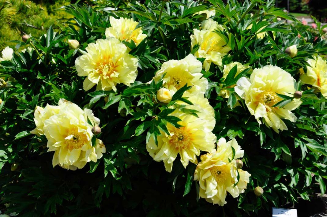 Paeonia-Prairie-Charm-2