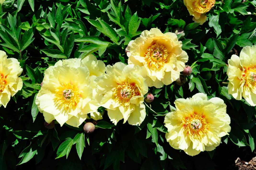 Paeonia-Prairie-Charm-3