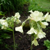 Примула альпийская (Primula alpicola) Примула альпийская (Primula alpicola)