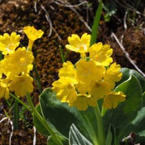 Примула ушковая (Primula auricula) Примула ушковая (Primula auricula)