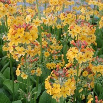 Примула Буллея (Primula bulleyana) Примула Буллея (Primula bulleyana)