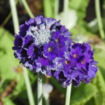 Примула головчатая (Primula capitata) Примула головчатая (Primula capitata)