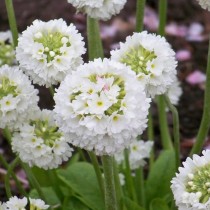 Примула мелкозубчатая (Primula denticulata) Примула мелкозубчатая (Primula denticulata)