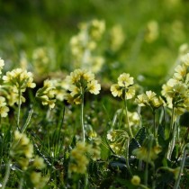 Примула высокая (Primula elatior) Примула высокая (Primula elatior)