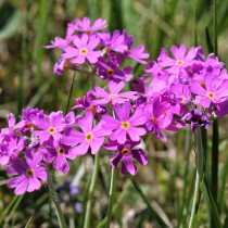 Примула мучнистая (Primula farinosa) Примула мучнистая (Primula farinosa)