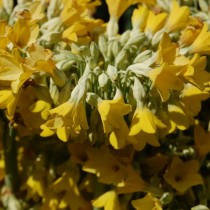Примула Флоринды (Primula florindae) Примула Флоринды (Primula florindae)