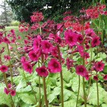 Примула японская (Primula japonica) Примула японская (Primula japonica)