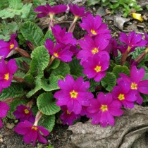 Примула Юлии (Primula juliae) Примула Юлии (Primula juliae)