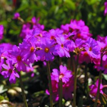 Примула розовая (Primula rosea) Примула розовая (Primula rosea)