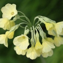 Примула сиккимская (Primula sikkimensis) Примула сиккимская (Primula sikkimensis)