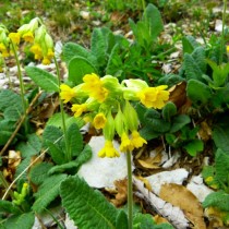 Примула весенняя (Primula veris) Примула весенняя (Primula veris)