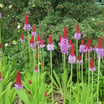 Примула Виаля (Primula vialii) Примула Виаля (Primula vialii)