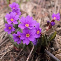 Примула Воронова (Primula woronowii) Примула Воронова (Primula woronowii)