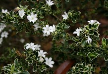 Серисса японская (Serissa japonica)