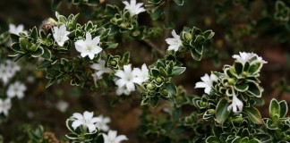 Серисса японская (Serissa japonica)