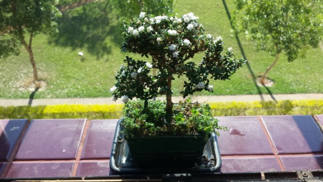Серисса японская (Serissa japonica), ранее Серисса вонючая (Serissa foetida) Серисса японская (Serissa japonica), ранее Серисса вонючая (Serissa foetida)