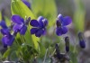 Фиалка душистая (Viola odorata)