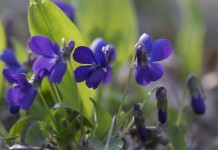 Фиалка душистая (Viola odorata)